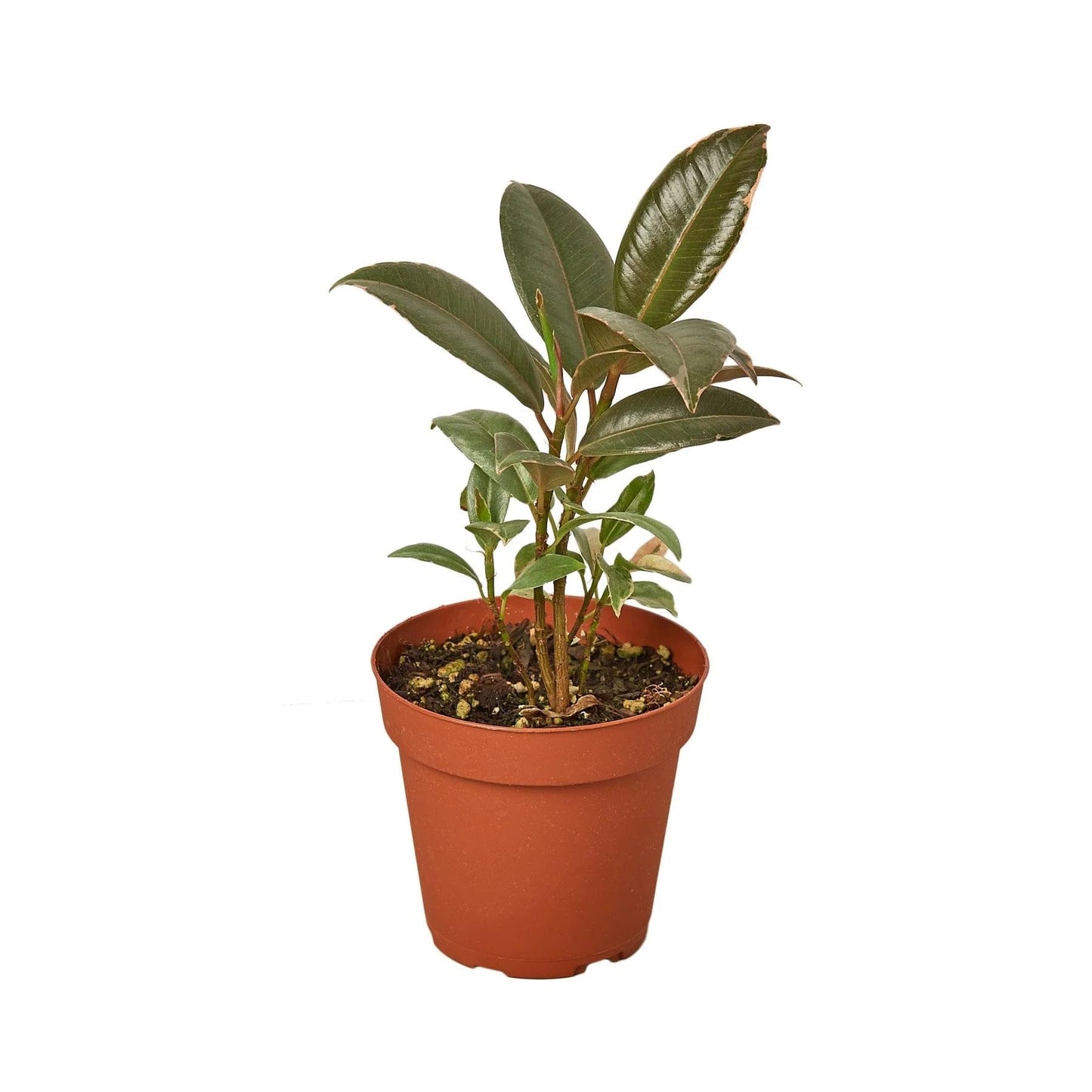 3 Pack Ficus Elastica 'Tineke' in 6in Pot - Live Plants Tropical Houseplants | Variegated | USA Growers | The Snobby Leaf