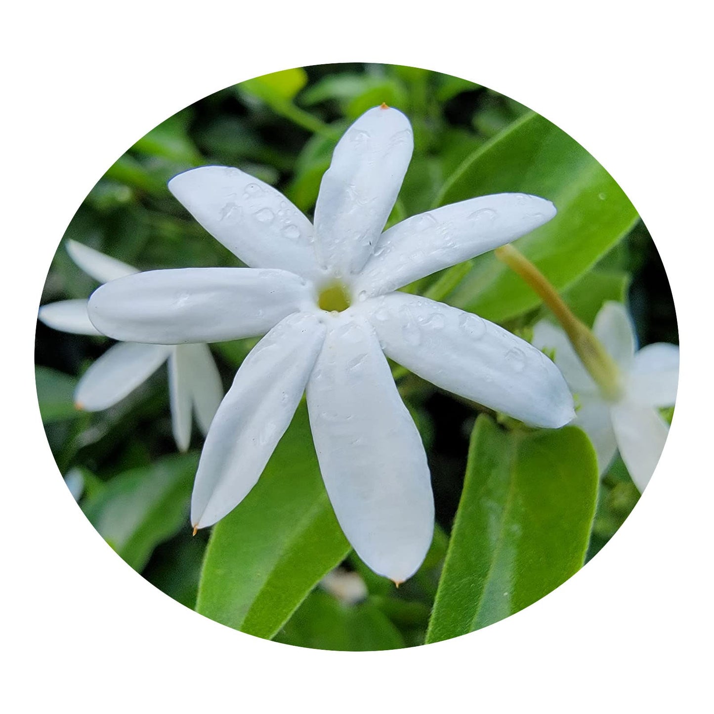 Downy Jasmine - Jasminum multiflorum - Live Plant - Light Scent White Single Flower - Emerald Goddess Gardens - Starter Sz 4 Inch Pot