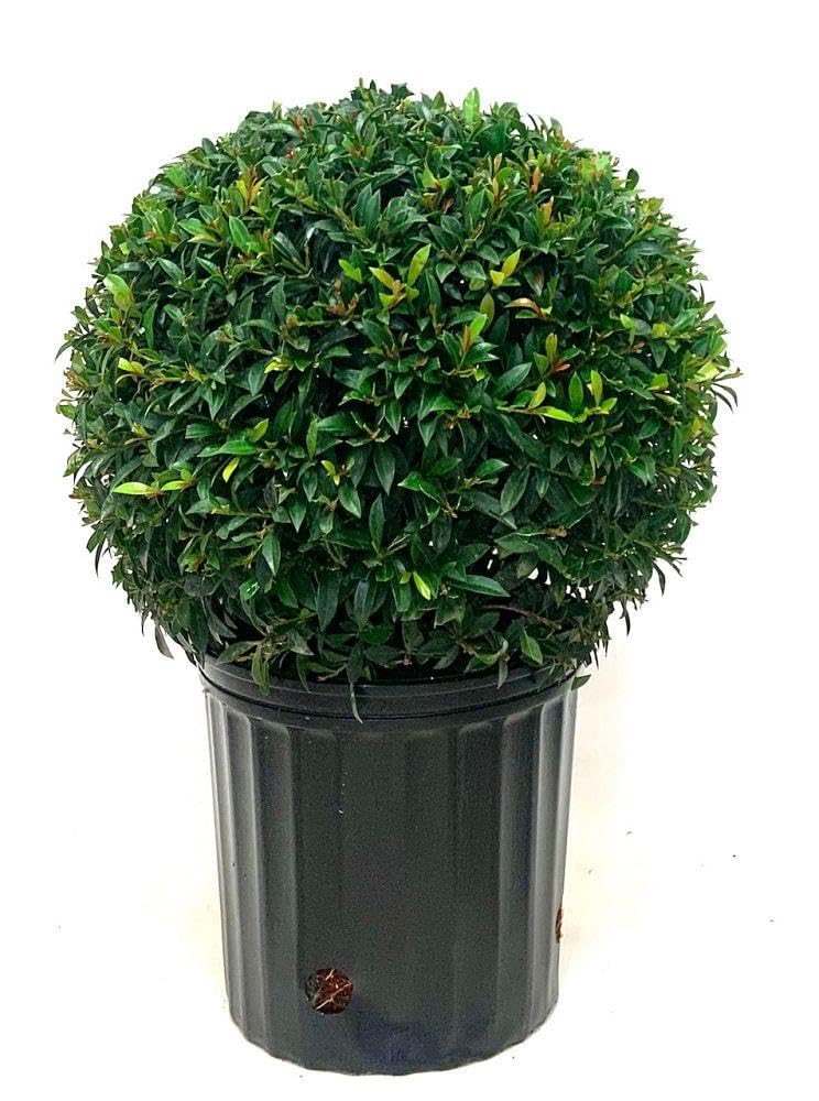 RedCrocus - RedCrocus Dwarf Brush Cherry Eugenia myrtifolia 'Globulus' — Evergreen Shrub, Compact, Ideal for Hedges, Containers & Landscape, Pollinator Friendly 10" Pot