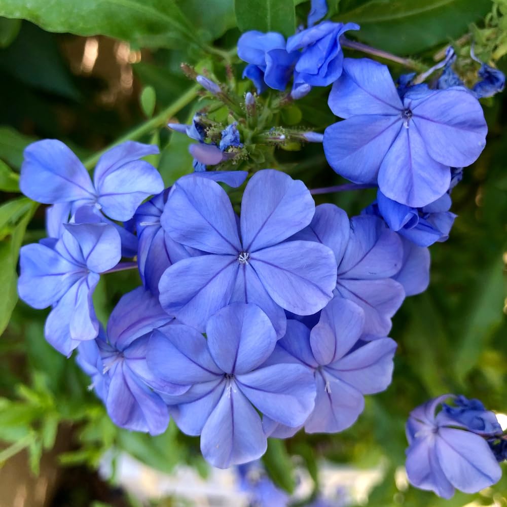 Pack 3 Blue Plumbago Plants, 4-7" Tall Live Blue Plumbago Starter Plant, Flowering Shrub for Garden Containers
