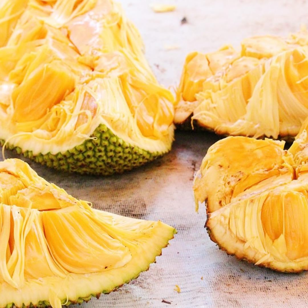 2 Jackfruit Trees Live Plants, Well-Rooted 1 Year Old Seedling Tropical Jackfruit Fruit in 4 Inch Pot, Yellow Sweet