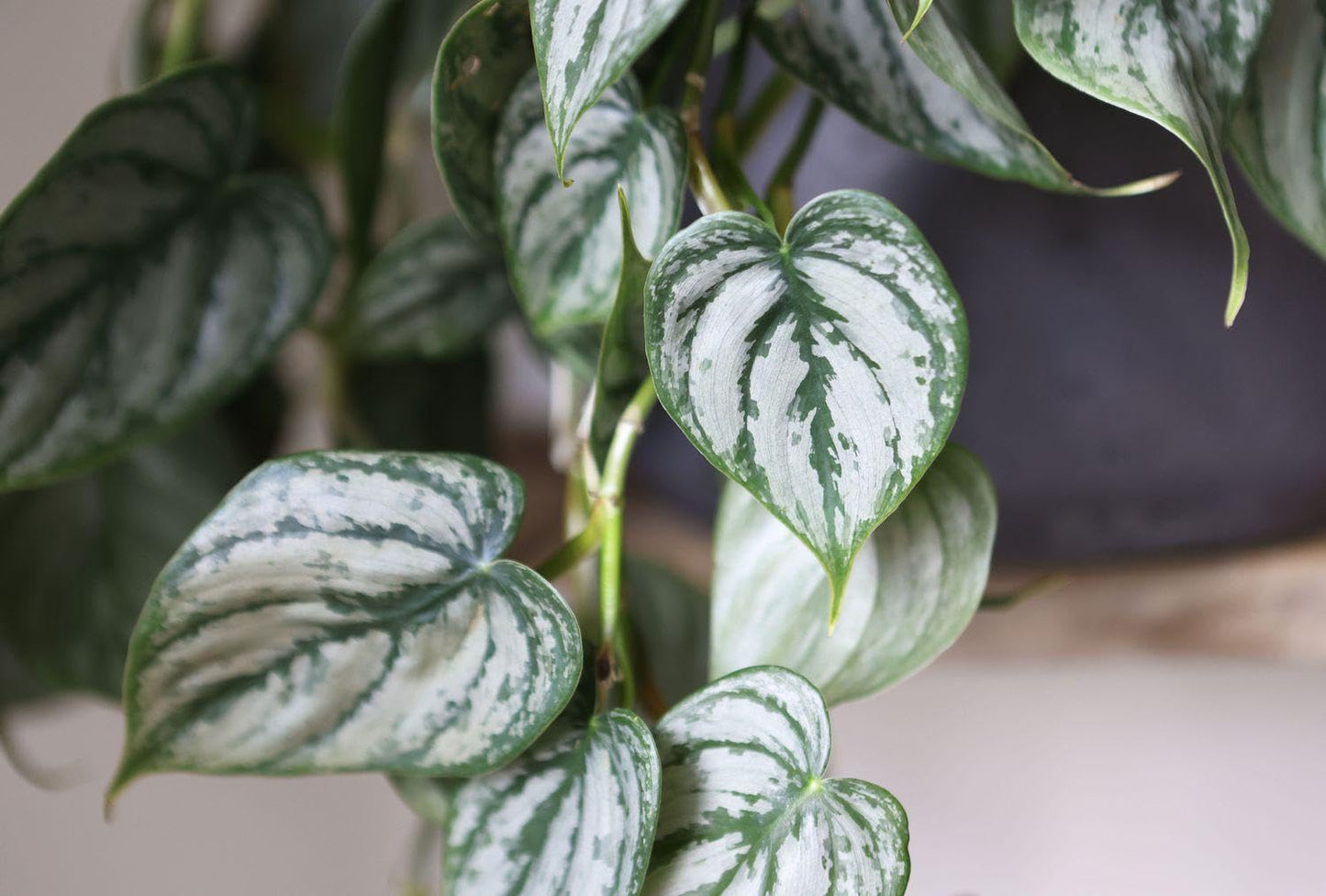 RedCrocus - RedCrocus Brandi' Philodendron Indoor Plant - Glossy, Broad Green Foliage, Pet Toxic, Easy Care, Container & Indoor Friendly, Shaded Gardens 6" Pot