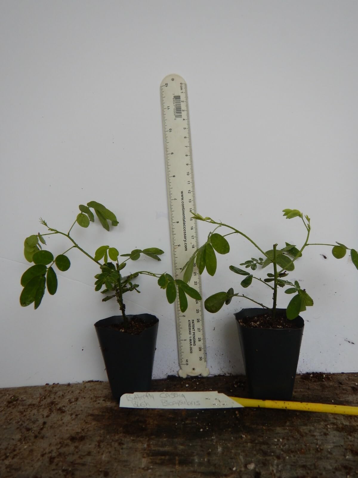 Live Plant - Golden Shower Treechristmas Sennabicapsularis Cassia Plantbutterflies Love It