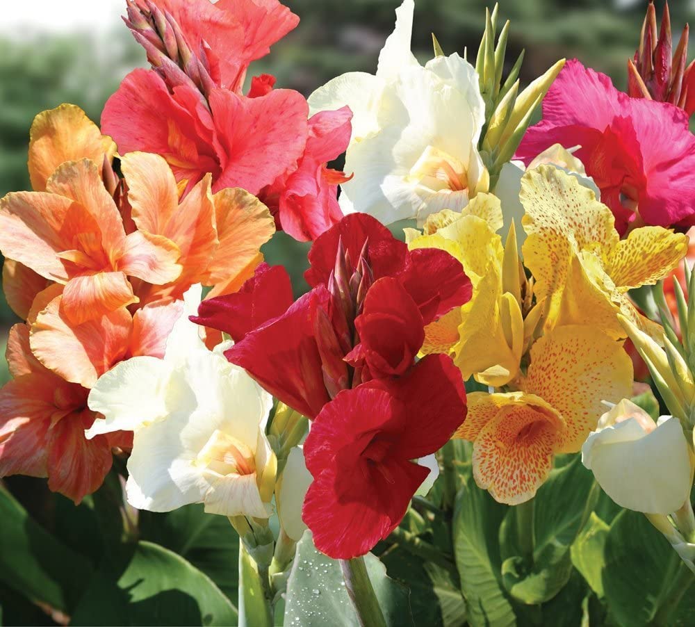 Mixed Tall Canna Lily Value Bag - 6 Bulbs/pkg - Assorted Canna Lilies Red, Yellow, Pink