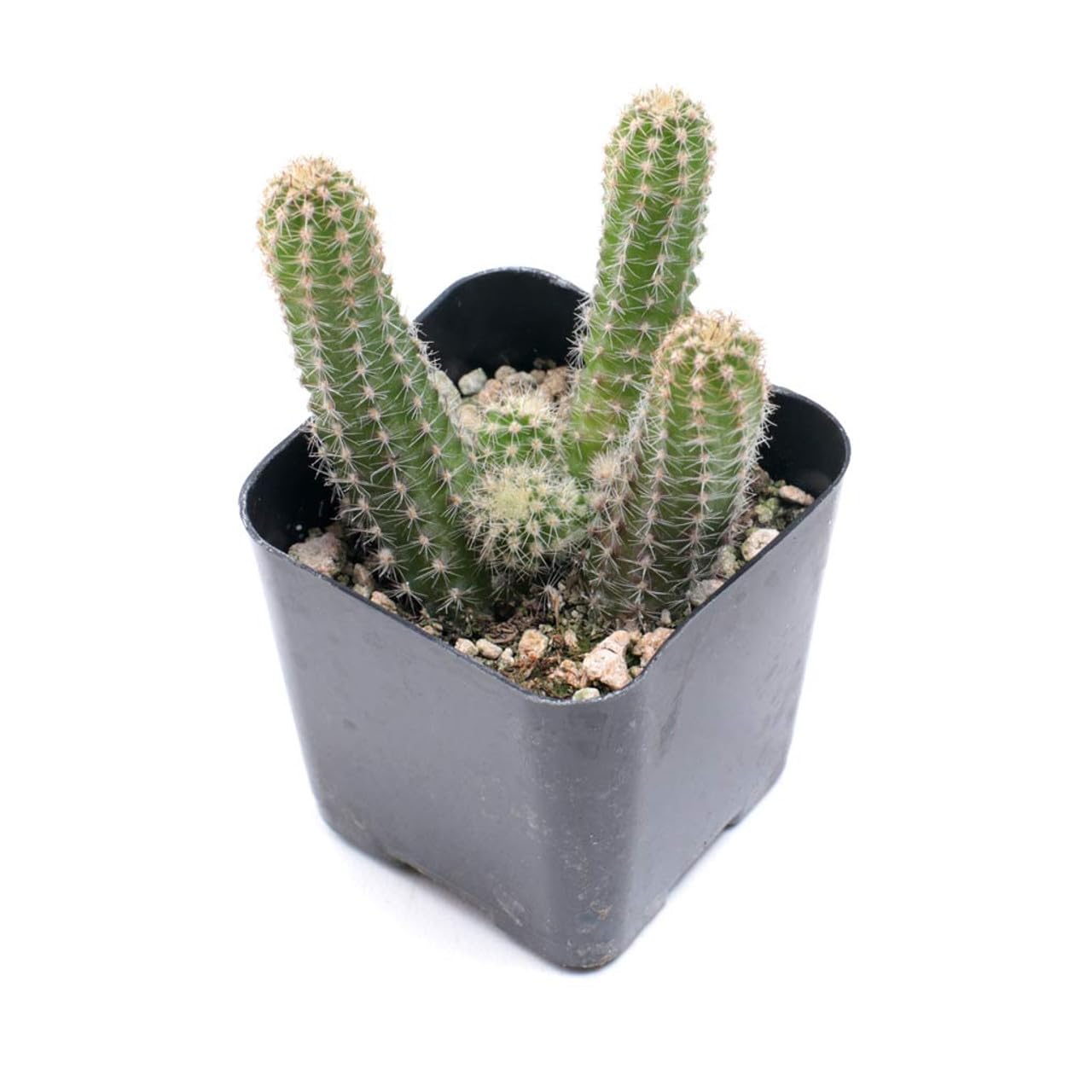 Mountain Crest Gardens Cactus Bulk Pack - 25 Live Plants, 5 of Each Variety, Rooted in 2 Inch Pots - Real Cacti for DIY Arrangements, Displays & Desert-Themed Décor