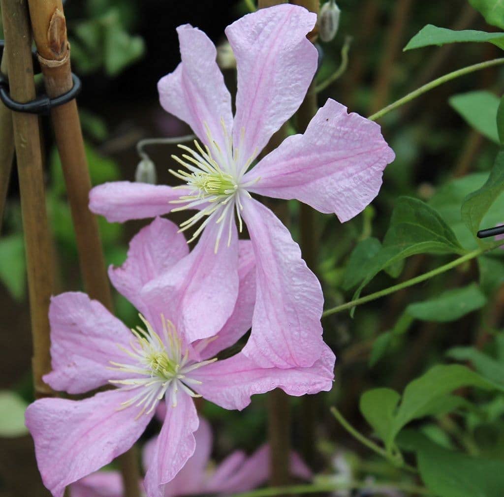 Clematis Comtesse de Bouchard - Live Plant in a 4 Inch Growers Pot - Clematis 'Comtesse de Bouchard' - Starter Plants Ready for The Garden - Beautiful Pink Bloom Flowering Vine