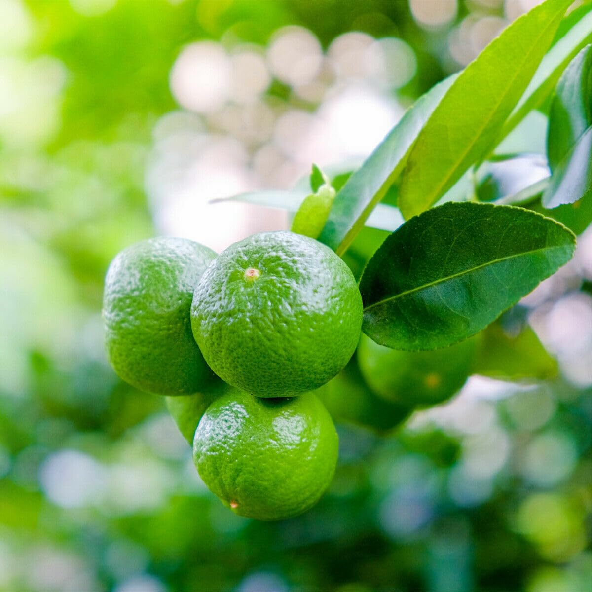 Live Plant - Thornless Mexican Key Lime Tree - Semi-Dwarf - 18-36" Tall - Live Citrus Plant