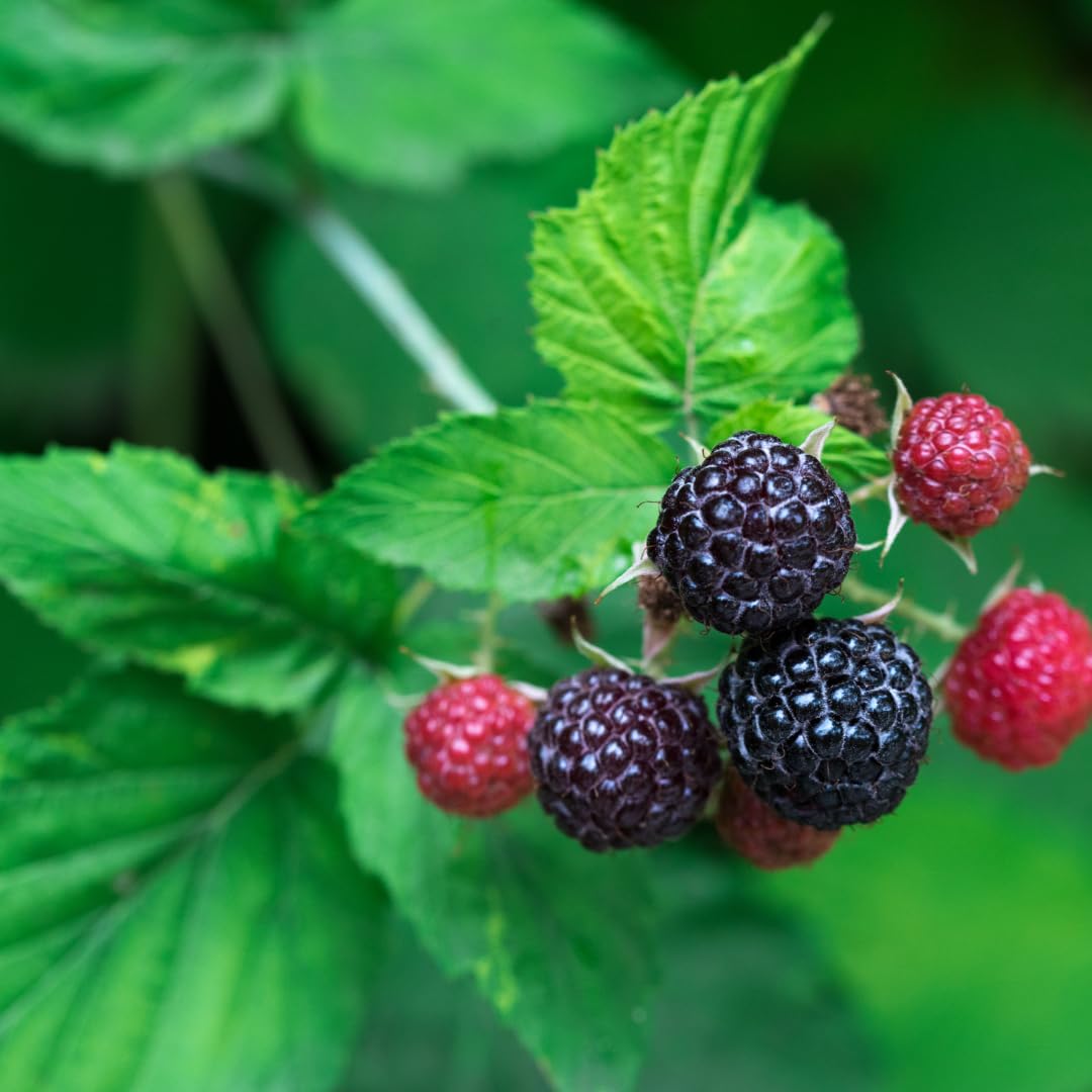 'Tahi' Black Raspberry Plant - Thornless Black Raspberry Plants - Live Plants (1)