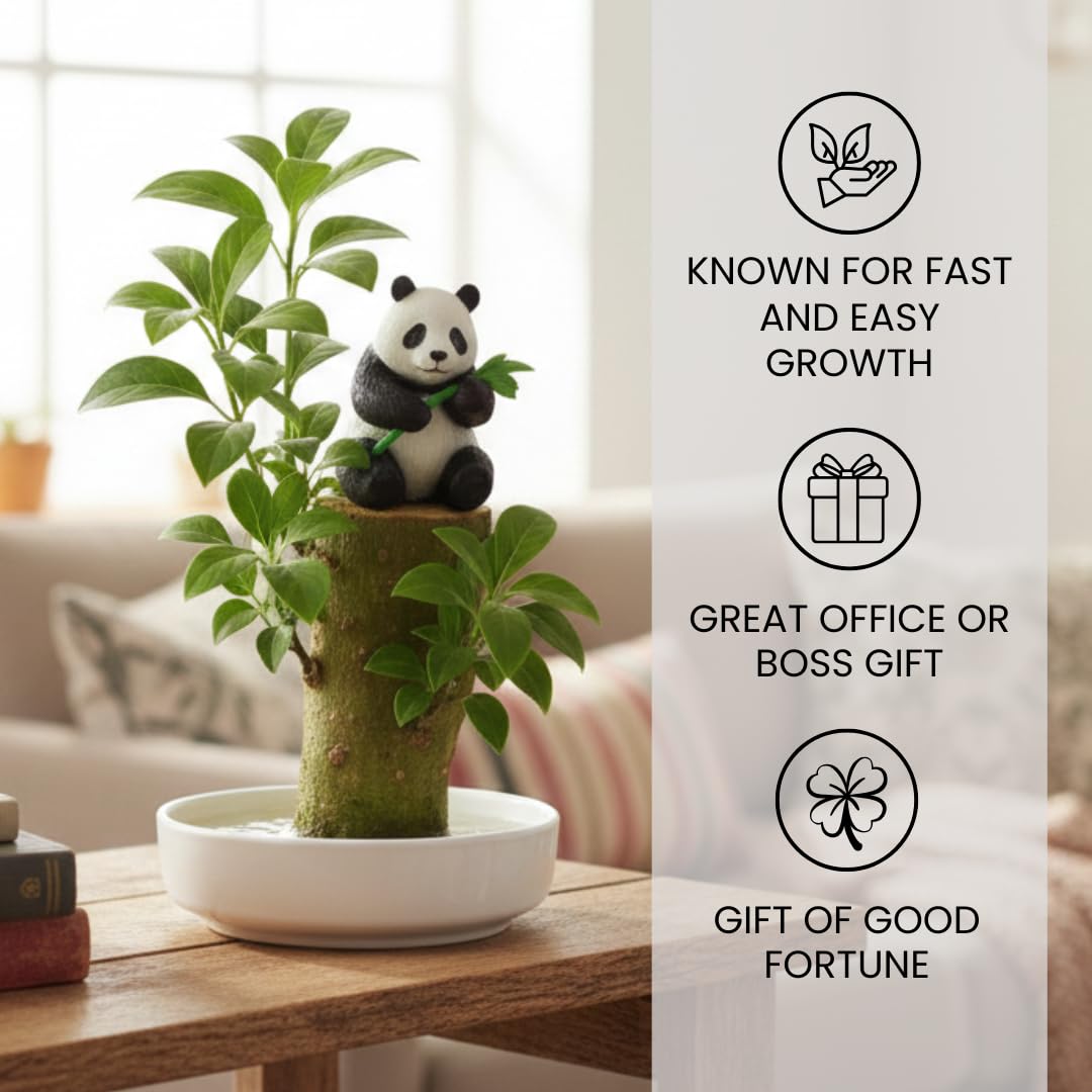 CZ Grain Lucky Office Desk Planter with Panda – Brazilian Willow Wood Tree, Thick Trunk, Fast Sprouting, Modern Desktop Decor - Living Gift - Calming Nature Presence