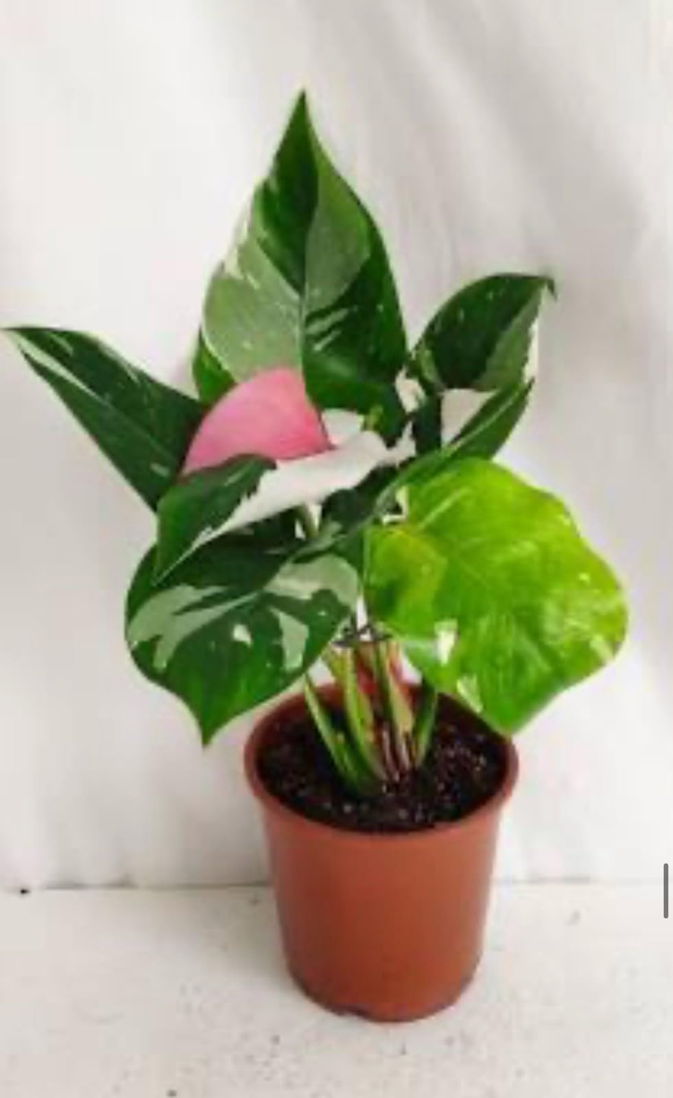 Live Plant - White Princess Pink Tricolor Half Moon Philodendron-Small Rooted Starter Plant