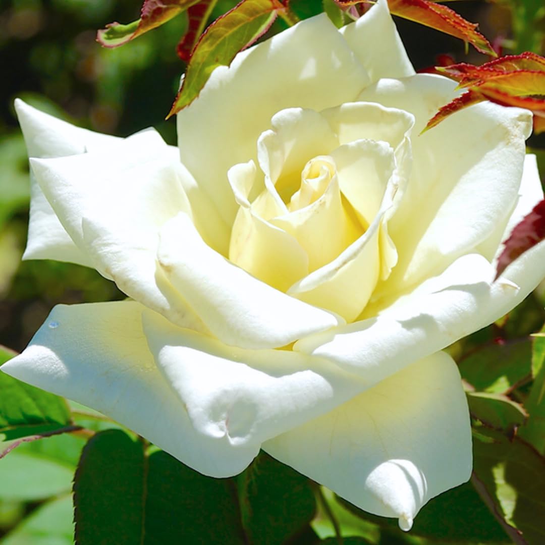 Rose Plant Live, Fragrant Heirloom Flower Bush, 5-10 Inch Tall, Grows as Climbing or Shrub for Outdoor Garden, No Pot (White Rose)