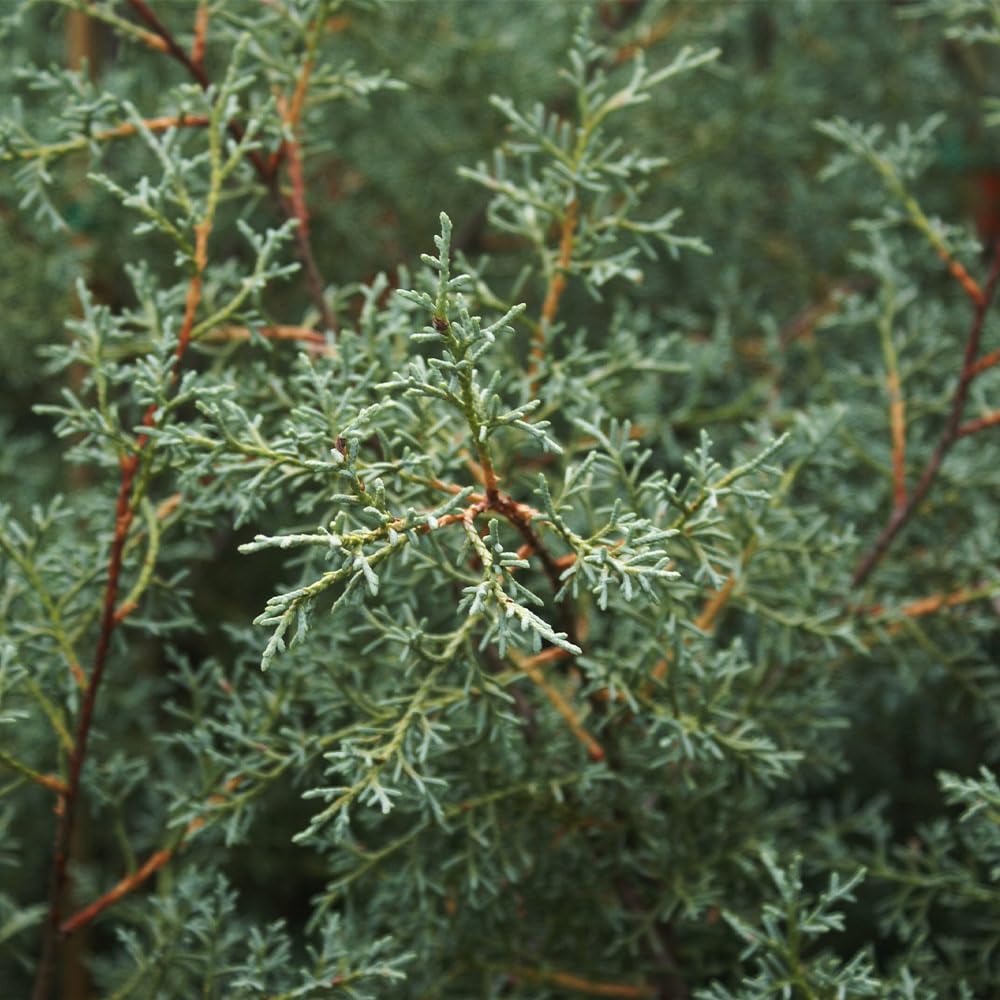 Brighter Blooms - Carolina Sapphire Cypress Tree, 1-2 ft. - No Shipping to AK, AZ, HI