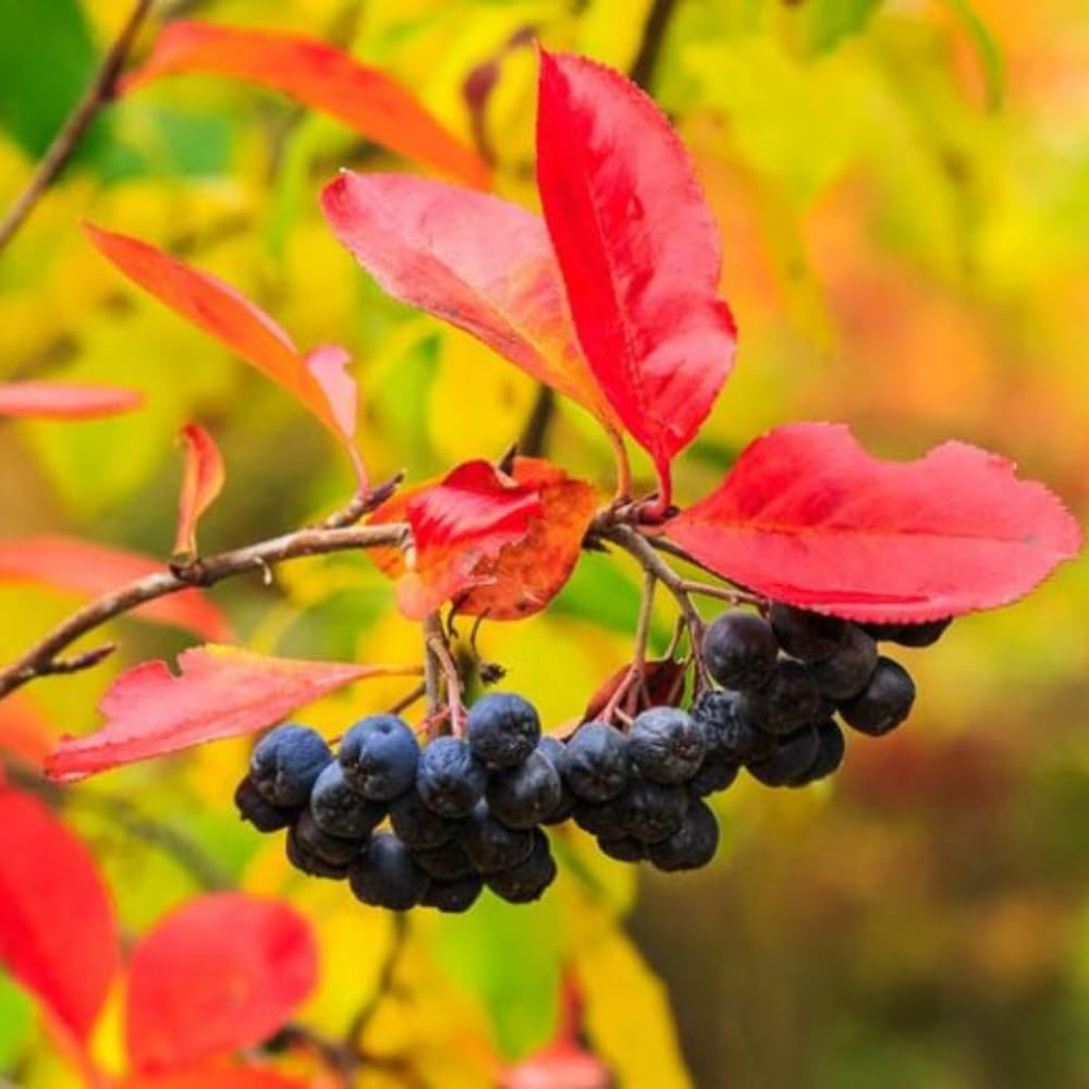 Black Chokeberry Plant Live for Planting 6-12 Inch Tall, Aronia Berry Plant Edible Berry