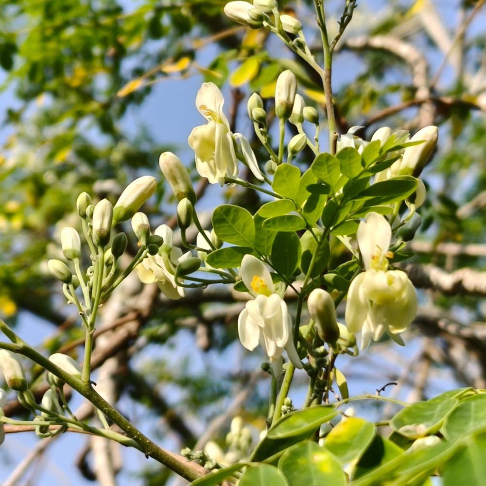 2 Moringa Tree Live Plant Per Pot, 4-7" Tall, Moringa Oleifera Plant, Tropical Herbal Plants for Growing Outdoor