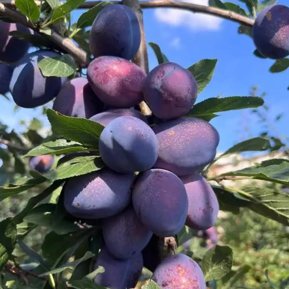 Purple Plum Tree Plant, 3 to 4 Ft Tall, Sweet Plum Fruits Live Plant for Planting Home Garden, Cold Hardy, Bareroot, Dormant