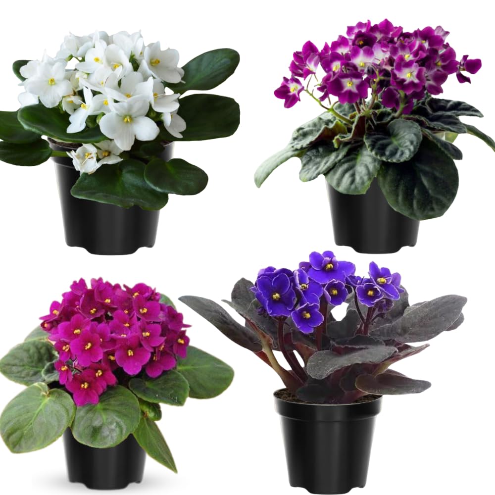 Random African Violets Live Plant, African Violet Plant, 4 Inc Pot