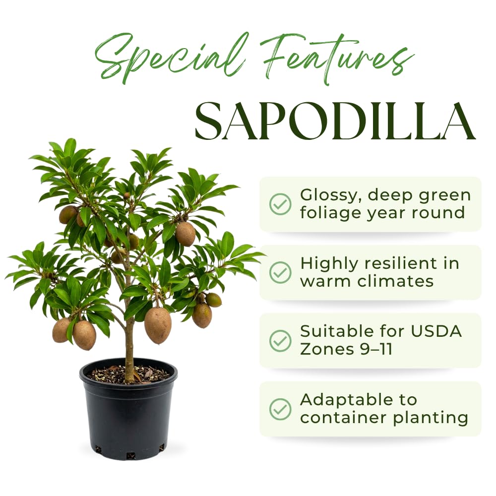 Sapodilla Tree Live Plant, Sapodilla Fruit Plant, Well Rooted, 3 Gallon Pot, 2-3 Feet Tall, Tropical Fruit Tree for Outdoor Garden, No Ship to CA