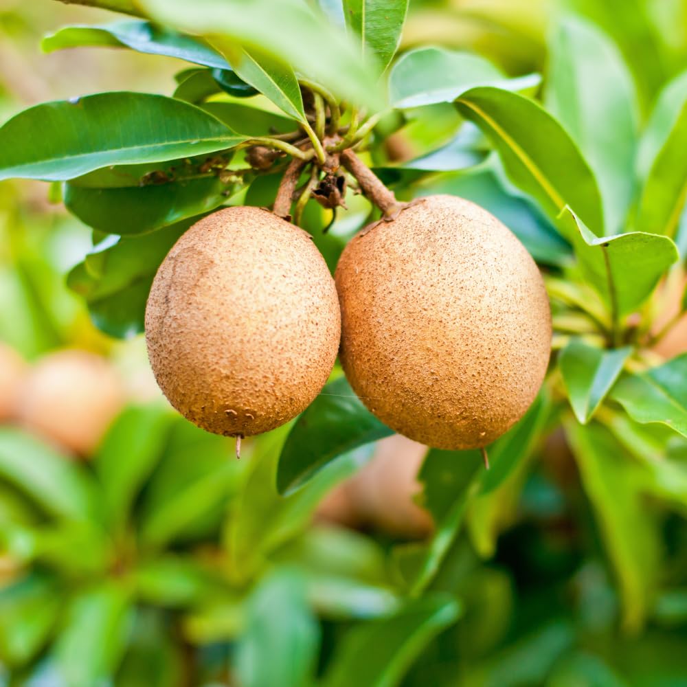 Sapodilla Tree Live Plant for Growing 2 to 3 Feet Tall, in 3 Gallon Pot, Sapodilla Plant Live Outdoor, Cannot Ship to CA