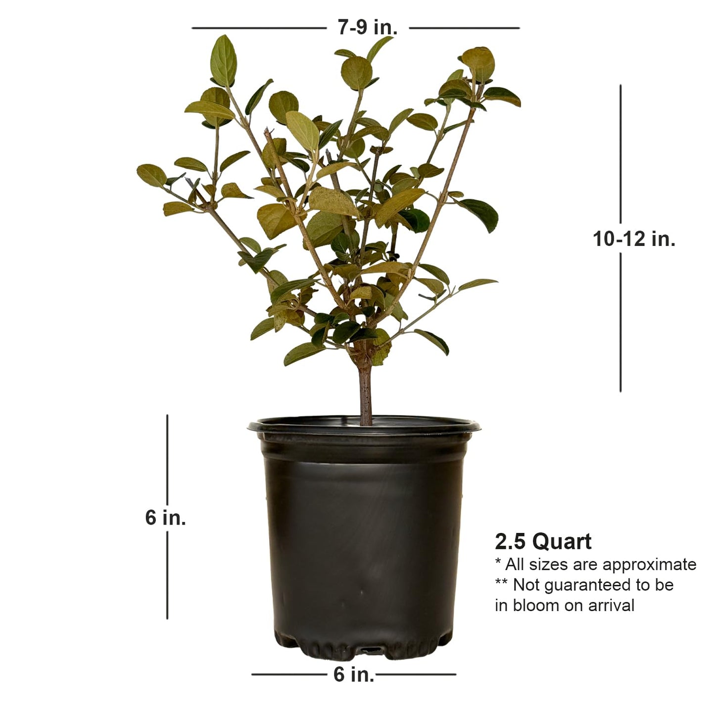 Chinese Snowball Viburnum (2.5 Quart) Flowering Semi-Evergreen Shrub with White Hydrangea-Like Blooms - Full to Part Sun Live Outdoor Plant