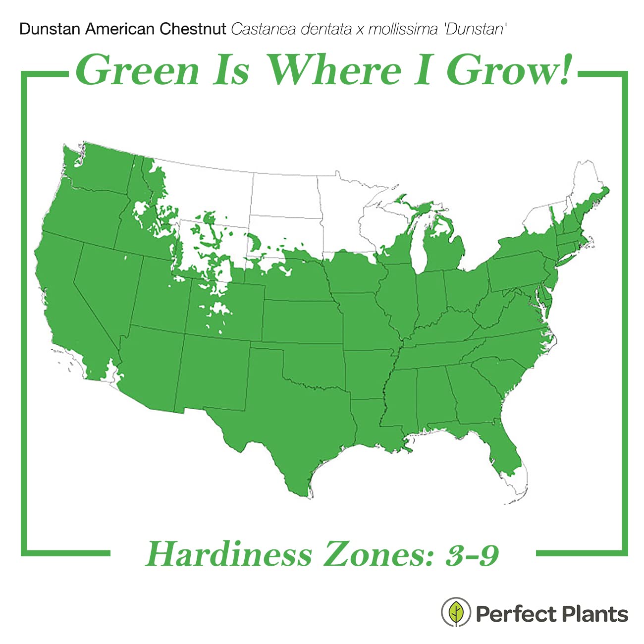 Perfect Plants American Hybrid Chestnut Tree 4-5 Feet | Live Trees for Outdoor Planting | Delicious Chestnut Fruit Nut for Fresh Eating | Tall Tree for Shade & Privacy