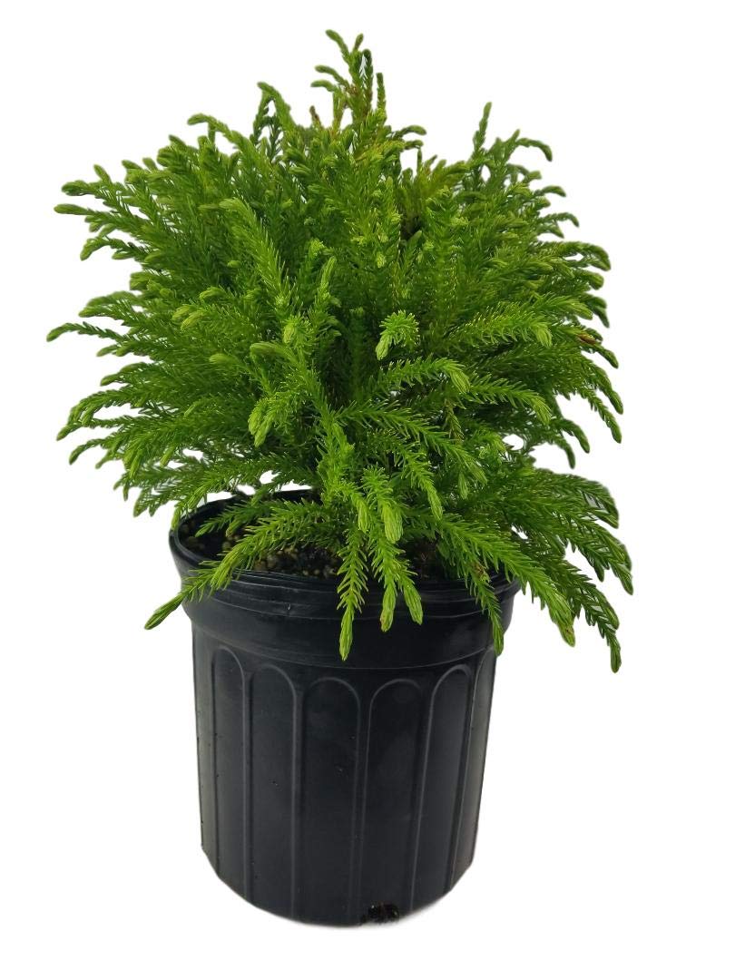 Globosa Nana Dwarf Cryptomeria - Live Plant - Full Gallon Pot