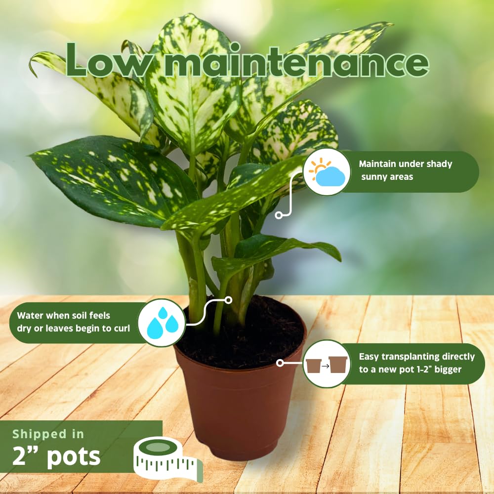 BubbleBlooms Aglaonema Assortment 2 inch Pots Set of 3 Chinese Evergreen