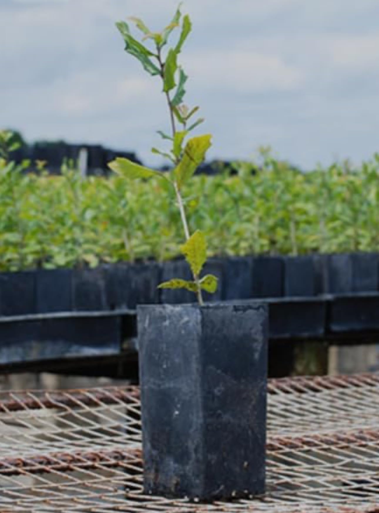 Raspberry Shortcake (Dwarf, Thornless Raspberry) 1 Live Plant in Pot