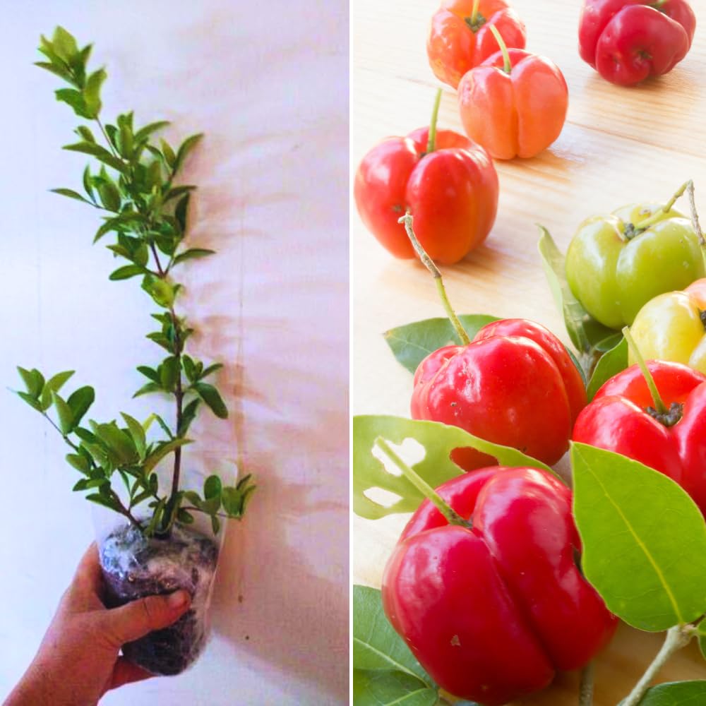 Pack 2 Barbados Cherry Trees Live Plants, Well Rooted 4-8 Inch Tall, Acerola Red Cherry Tropical Fruit Tree