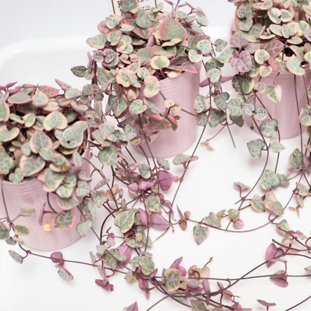 Variegated String of Hearts Live Plants, Easy Indoor Trailing Succulent in 2.5" Pot, Hanging Succulent Houseplant Indoor Outdoor Planting