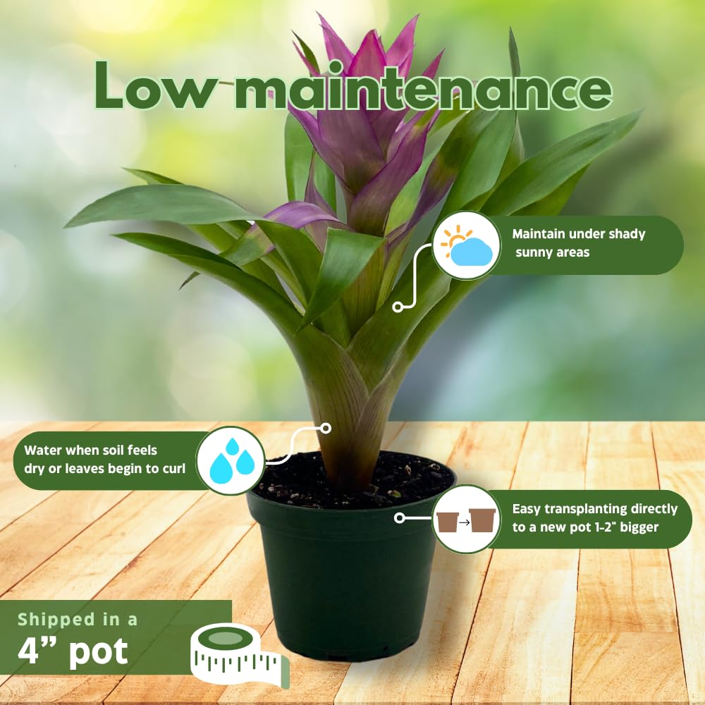 BubbleBlooms Purple Bromeliad in a 4 inch Pot Guzmania monostachia West Indian Tufted Airplant