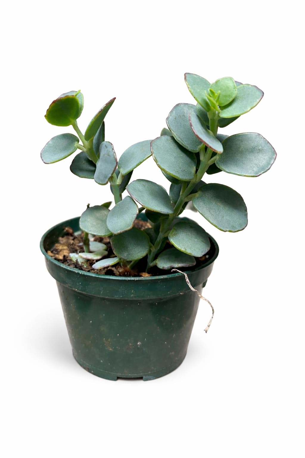 Kalanchoe Panamensis Rare Paddle Succulent, Easy Care Indoor Plant, 4 Inch Pot