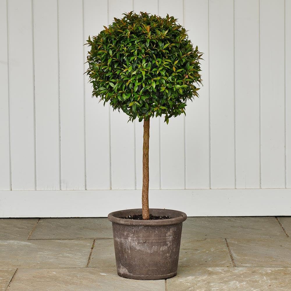 RedCrocus - RedCrocus Dwarf Brush Cherry Eugenia myrtifolia 'Globulus' — Evergreen Shrub, Compact, Ideal for Hedges, Containers & Landscape, Pollinator Friendly 10" Pot