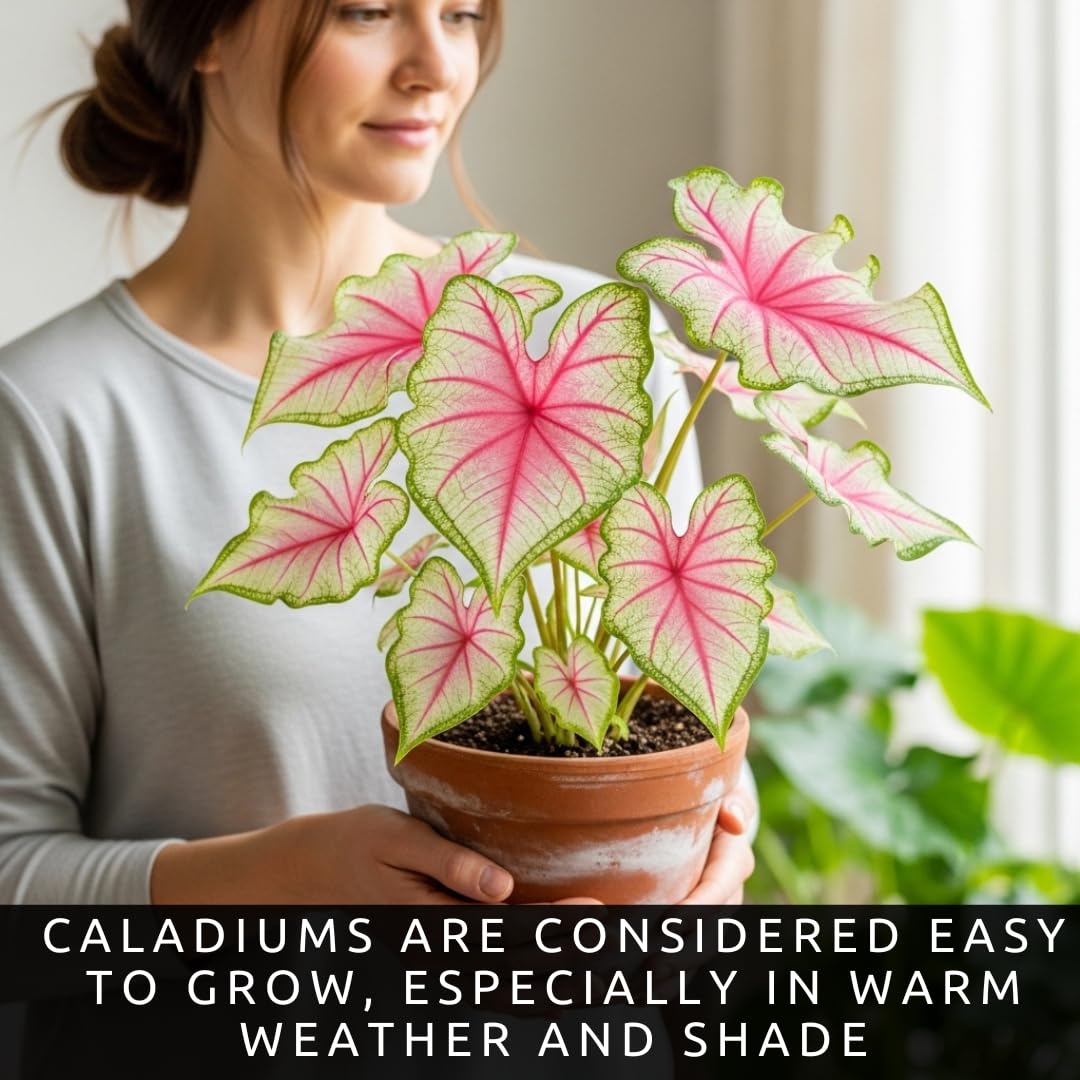 Ballet Dancers Caladium Bulbs for Planting - Beautiful Spotted Leafs Stand Out - Perennial Hosta, Elephant Ears, Fancy (6 Bulbs)