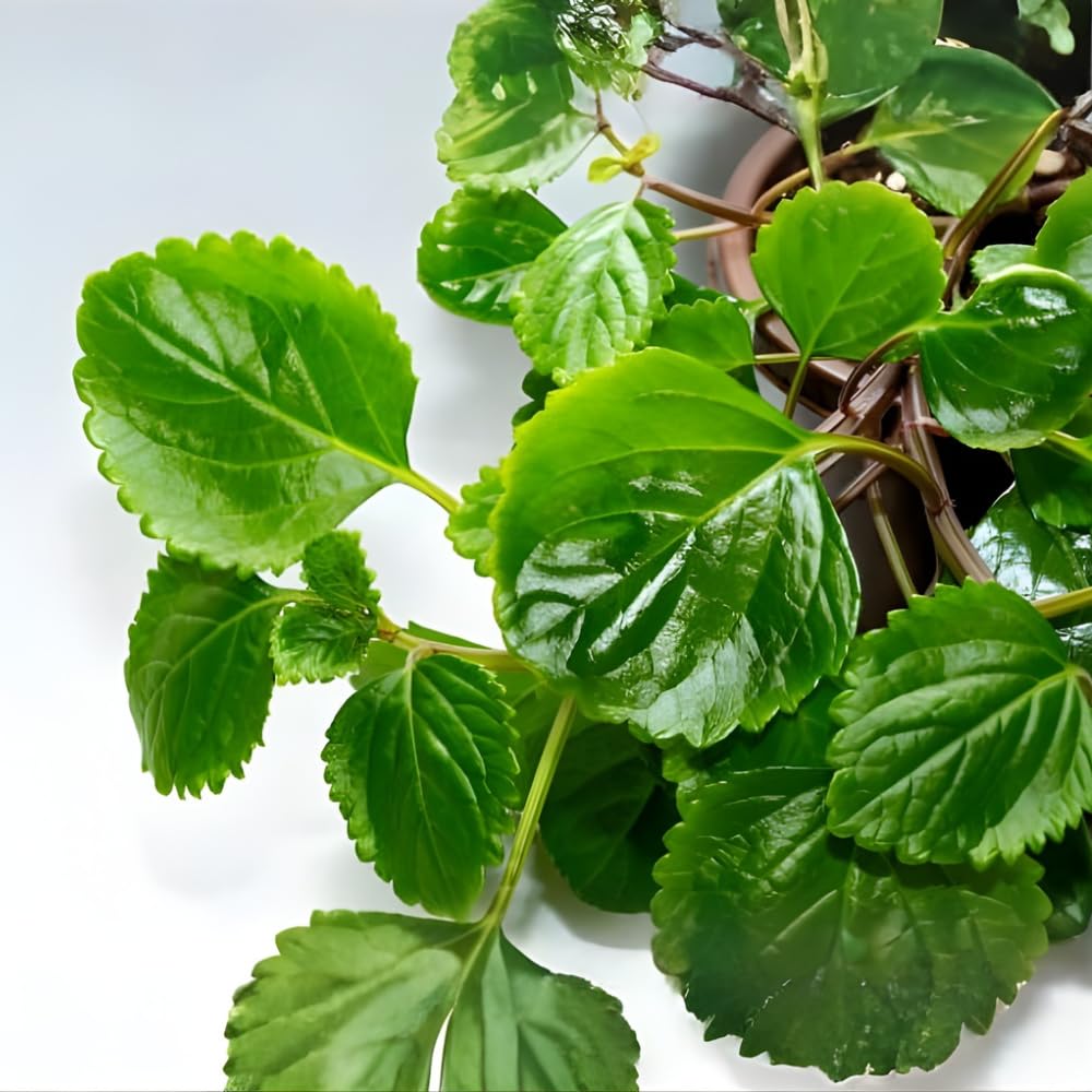 2 Swedish Ivy Plants Live House Plants, Swedish Ivy in 3.25 Inch Pot, Lush Trailing Greenery for Indoor Spaces, Desks & Window Areas, Easy to Grow