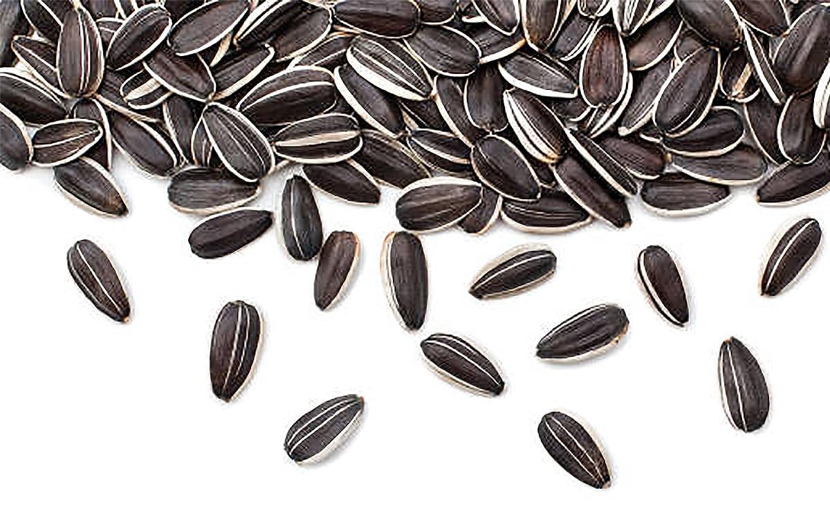 Giant Sunflower Seeds - Mammoth Grey Striped Seeds - Attracts Bees and Butterflies