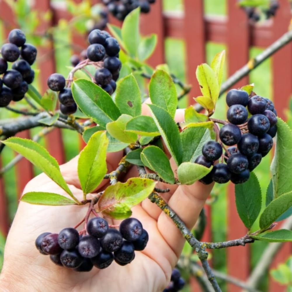 Black Chokeberry Tree, Hardy Aronia Fruit Tree 1.5-2 Feet Tall, Edible Berries, Landscaping and Garden Planting, Winter Dormant