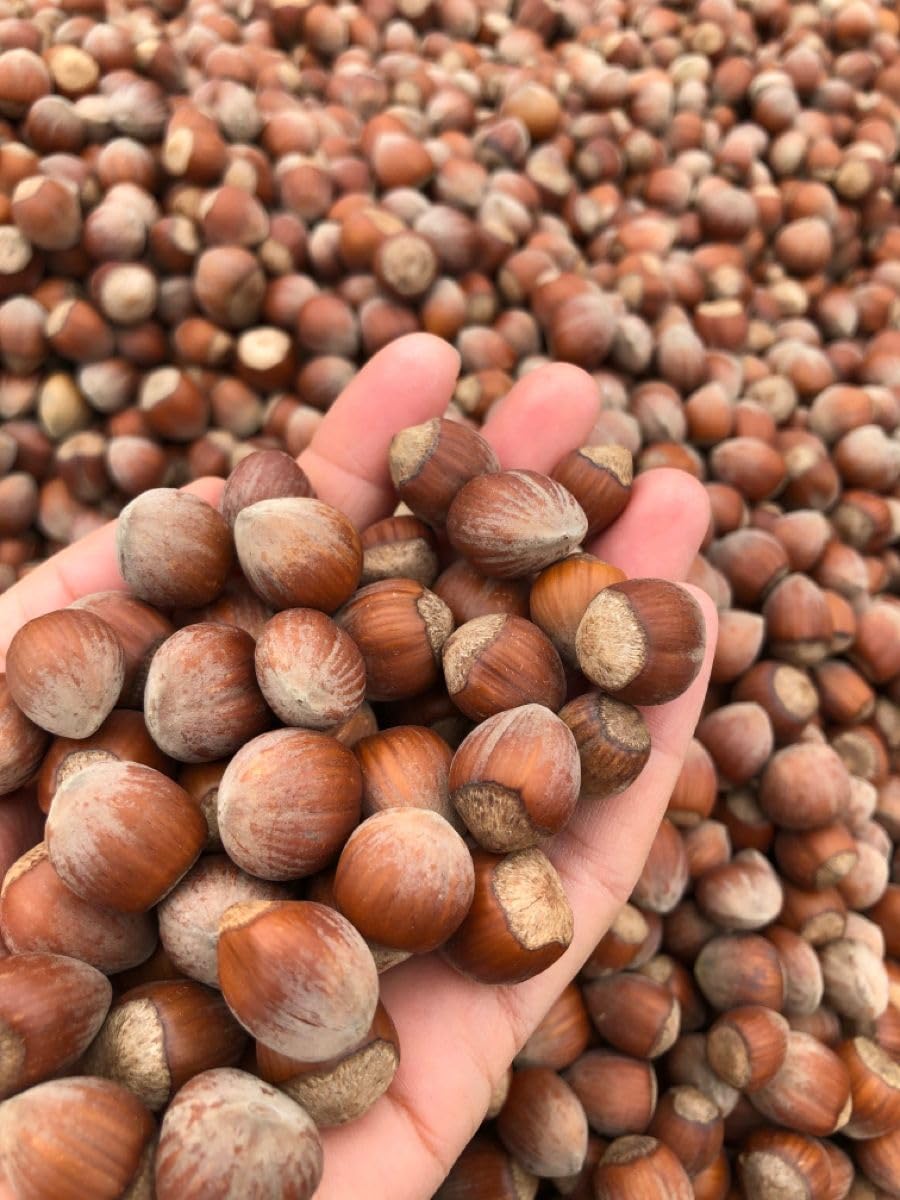 Live Hazelnut Tree 1-2 Feet Tall, 1 Year-Old Hazelnuts Tree, Edible Nut Trees for Growing Outdoor