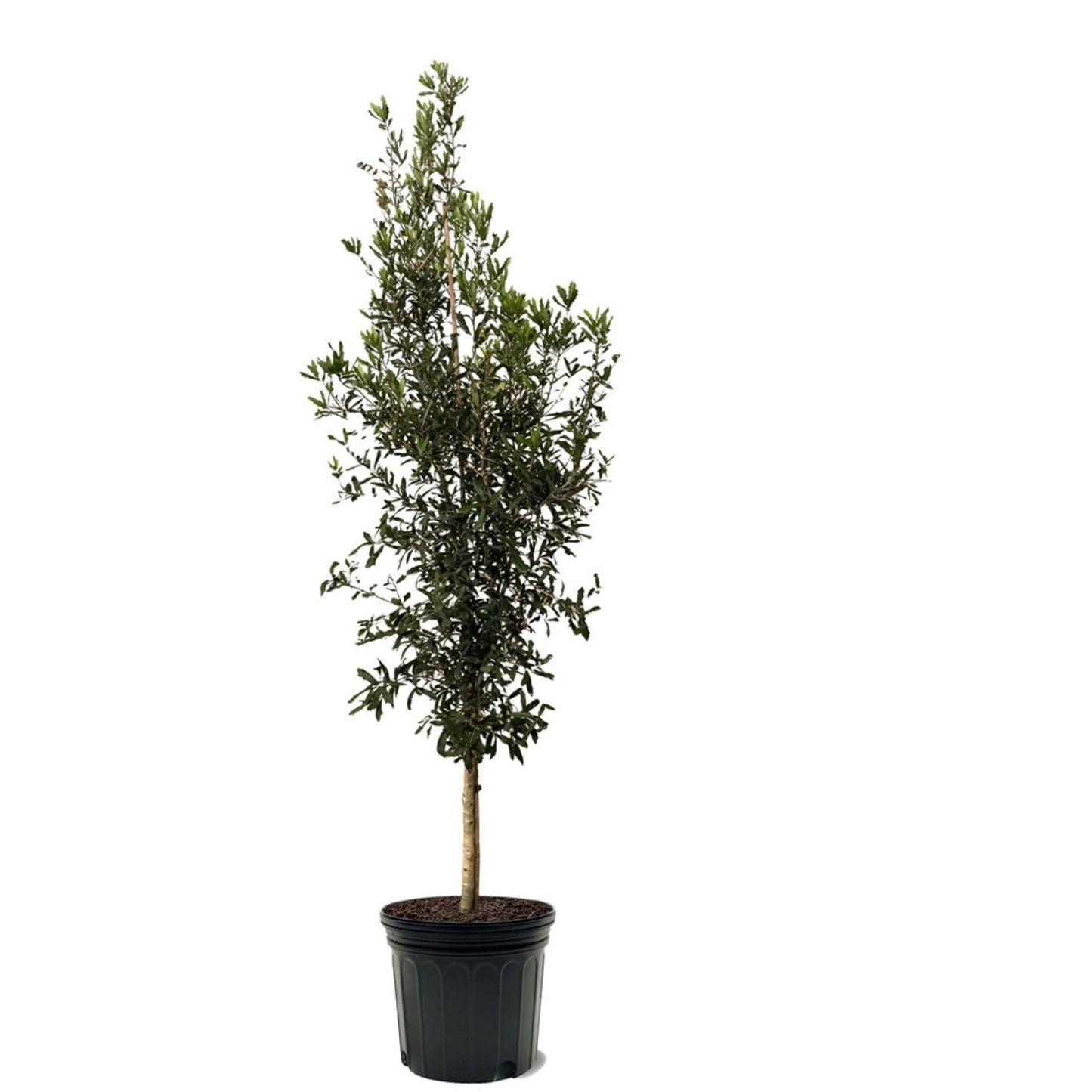 Southern Live Oak, Shade Tree, 7 gal. Nursery Pot (Due to Agricultural Laws, we Cannot Ship to CA, AZ, AK, or HI)
