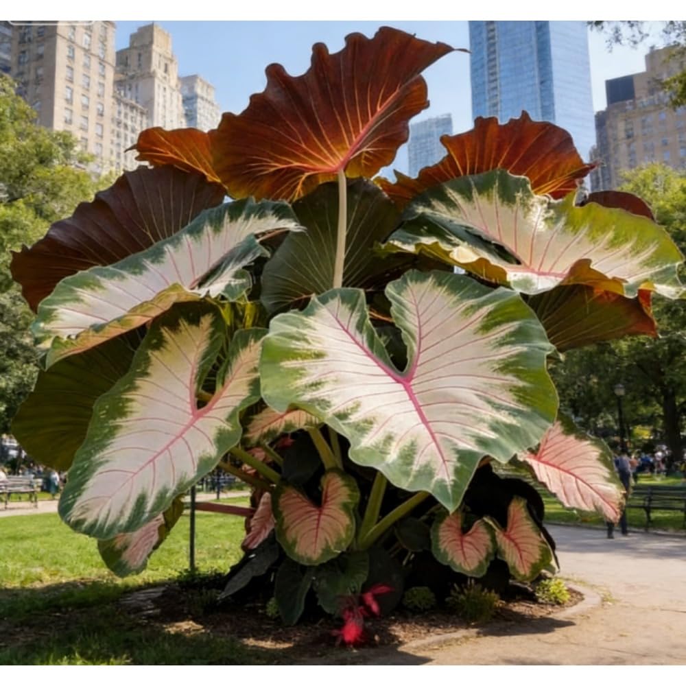 FERIWOY Elephant Ear Bulb Starter for Decorative Outdoor Greenery Appearance