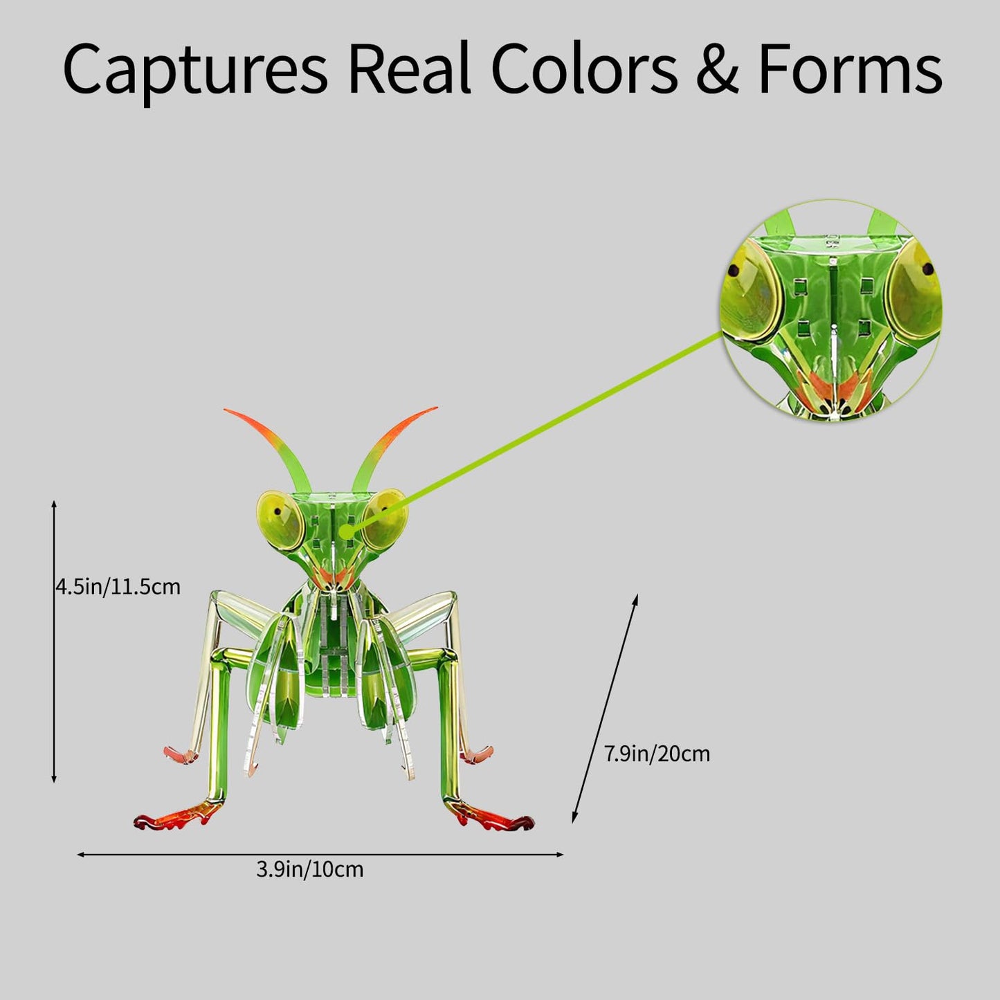 HELLOTOY 3D Acrylic Insects Puzzles DIY Bug Model Kit for Teenagers Educational Display Nature Decoration Figurine Sculpture (Mantis)