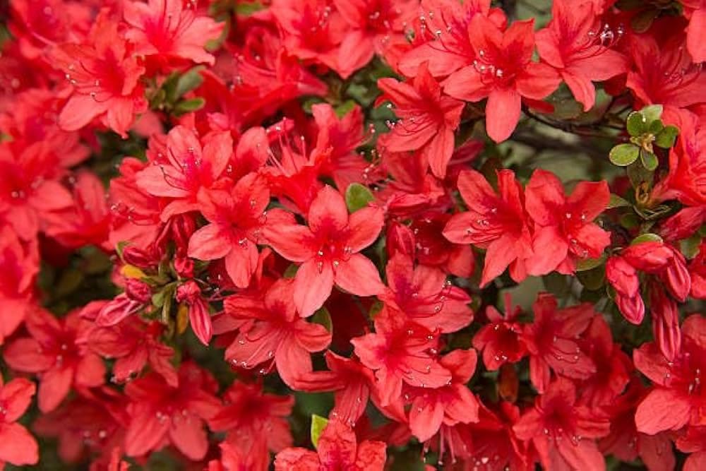 Dwarf Autumn Fire Encore Azalea – Compact Reblooming Shrub with Bright Red Flowers for Borders, Containers & Landscapes (3 Gallon/Potted/Single Plant)