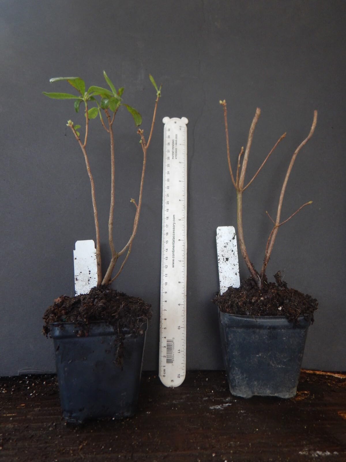 Live Plant - FANTASTIQUEAromi Azalea Rhododendron HybridWell Rooted Plant