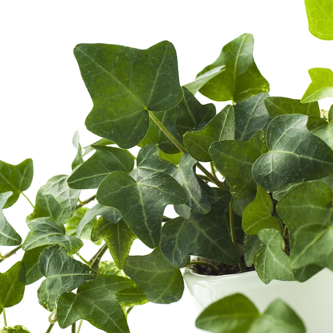 American Plant Exchange English Ivy Bundle, 2 Pack 4-Inch Pots, Green and Variegated, Vining Houseplants, Live Indoor Plants, Fast Growing, Easy to Care, Versatile Home & Garden Décor