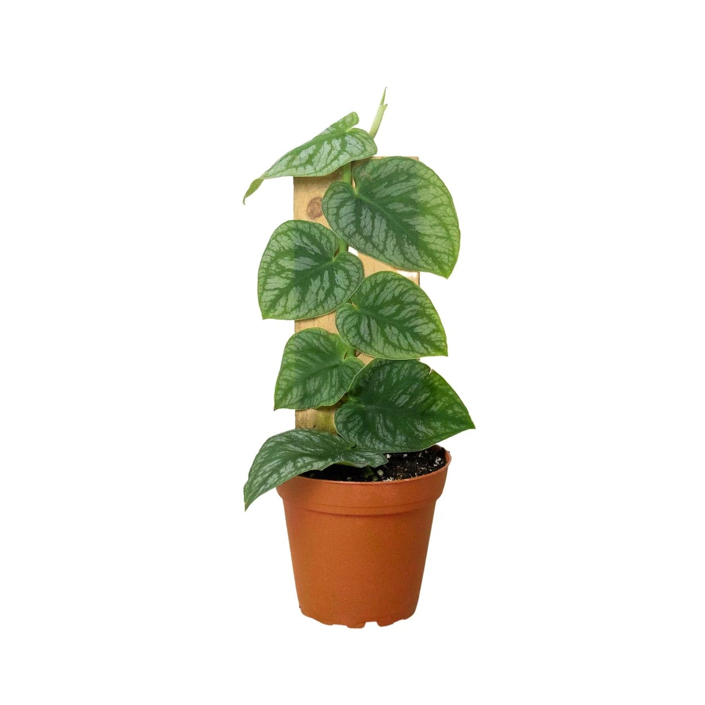 Monstera Dubia | Live Plant for Indoor & Outdoor | for Living Room, Office, Bathroom | (4" Pot)
