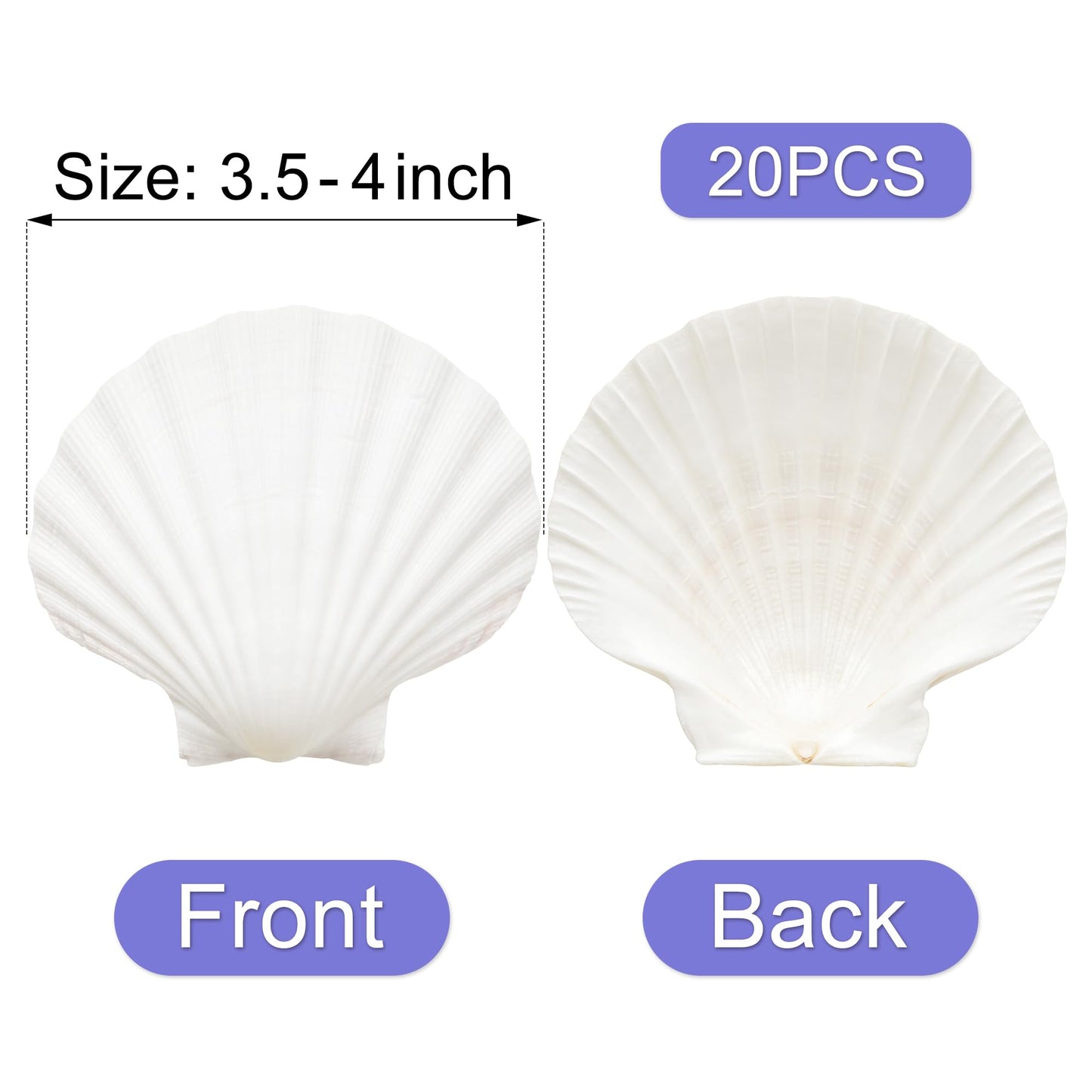 Denking 20 PCS Scallop Shells 3.5-4 inch Natural White Seashells for DIY Painting, Craft, Baking, Beach Wedding & Home Decor(20PCS 3.5"-4")