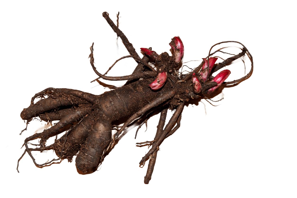 Mons Martin Cahuzac Peony - Double Maroon Peony Bare Root 3-5 Eyes