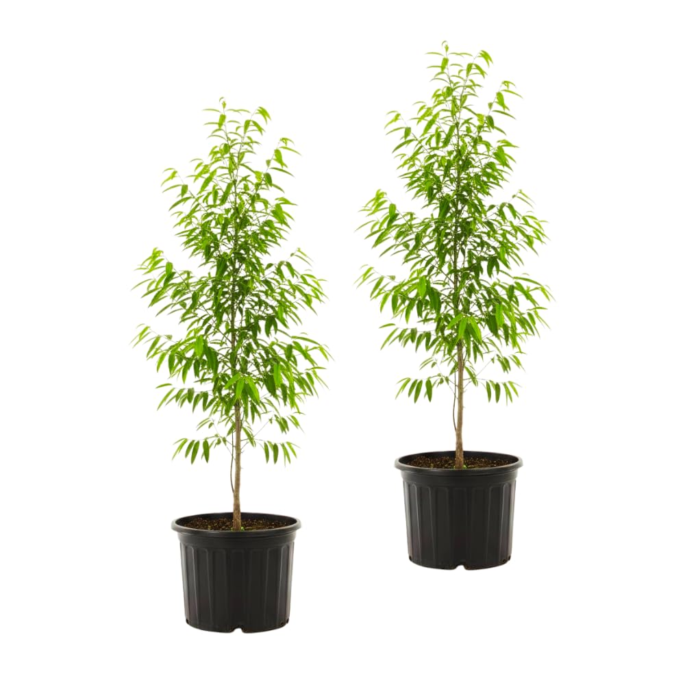 Set 2 Willow Oak Tree Live Plant, Hardy and Shade Tree for Outdoor Garden, Bare Roots from 12 to 18 Inches Tall