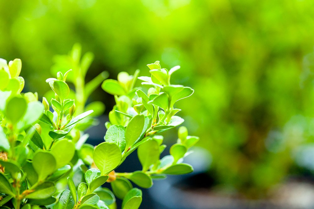 Japanese Boxwood 1 Gallon
