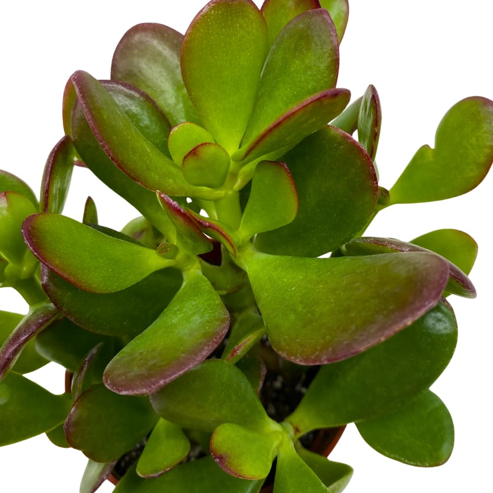 BubbleBlooms Jade Succulent in a 4 inch Pot Crassula ovata