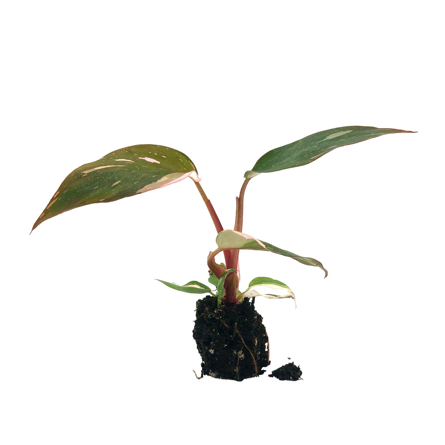 Live Plant - Philodendron Pink Princess, 4-6” Tall 2” Plug - 1ct - Live Arrival Guaranteed - House Plants for Home Decor & Gift